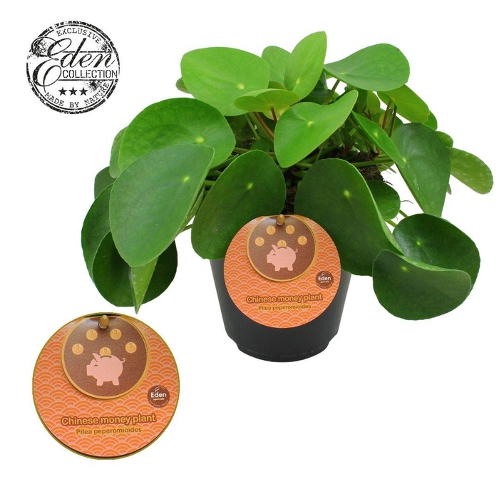 <h4>Pilea Peperomioides 15cm Engels etiket</h4>