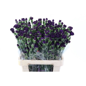 Dianthus TR 'Florigene Moonvelvet'