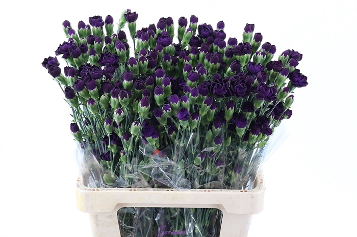 <h4>Dianthus TR 'Florigene Moonvelvet'</h4>