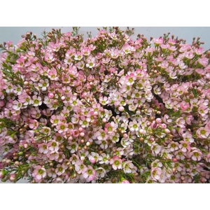 Chame Rose L70