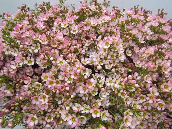 <h4>Chame Rose L70</h4>
