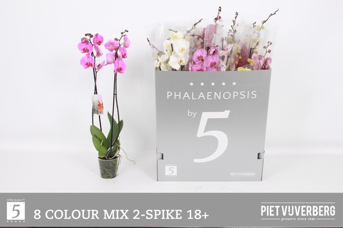 <h4>PHAL GEM 8 KL</h4>