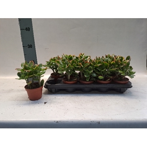 Crassula ovata Sunset 10,5Ø 17cm