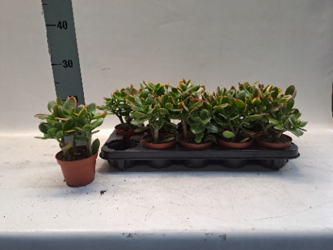Crassula ovata Sunset 10,5Ø 17cm