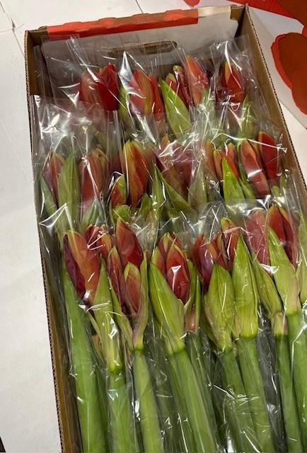 <h4>HIPP GA FERRARI</h4>