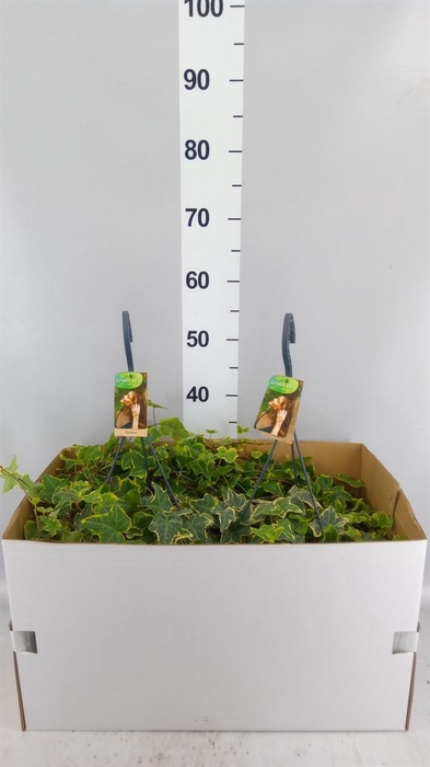 <h4>Hedera helix 'Goldchild'</h4>