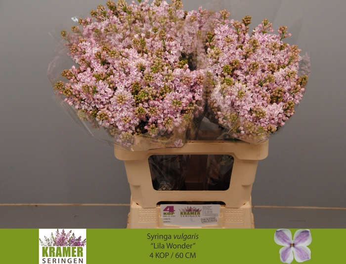 <h4>SYR V LILA WONDER</h4>