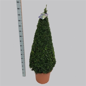 Buxus Sempervirens pyramide 110-120 40/TC24