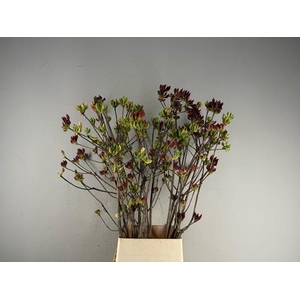 Rhodo. Mix