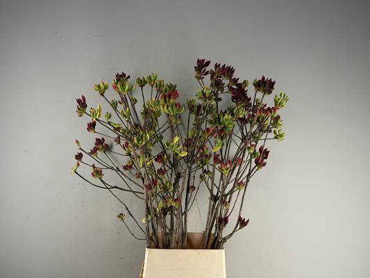 <h4>Rhodo. Mix</h4>