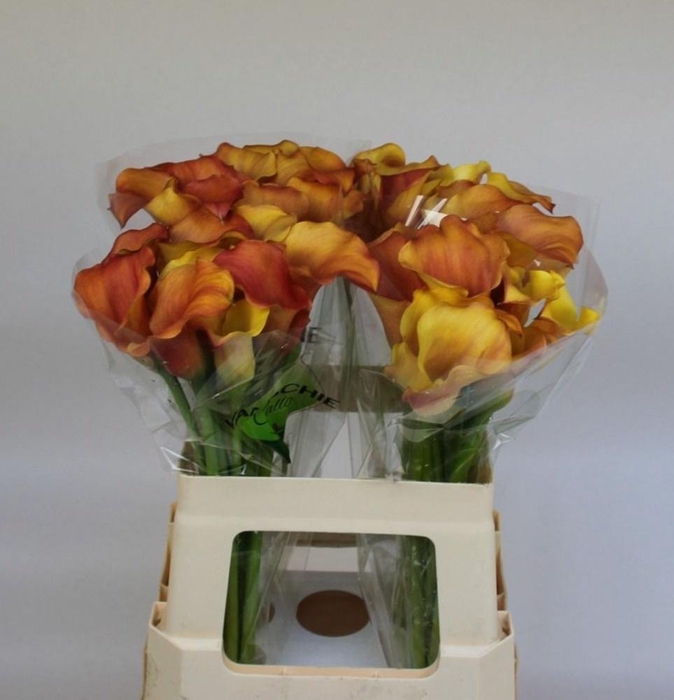 <h4>ZANT SUNSET PASSION</h4>