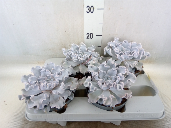 <h4>Echeveria   ...</h4>