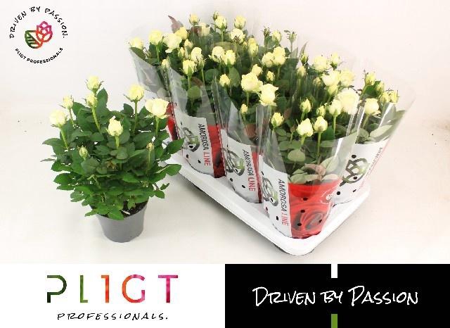 <h4>RO AM INF WHITE</h4>