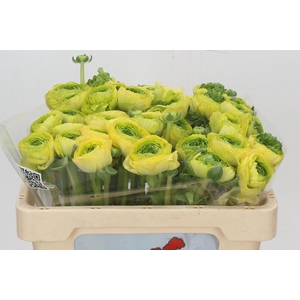 Ranunculus Real Jean