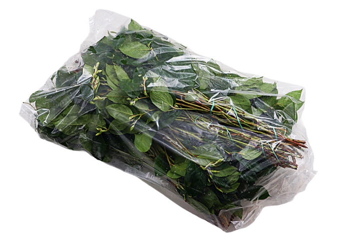 <h4>Salal Tips Mt St Helens Extra X5</h4>
