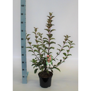 Viburnum bodnantense 'Dawn' 60-80 C5