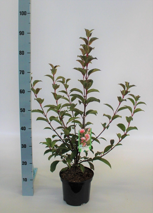 <h4>Viburnum bodnantense 'Charles Lamont' 60-80 C5</h4>