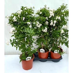Solanum jasminoides