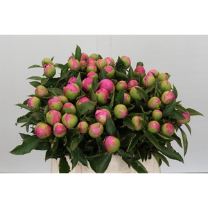 Paeonia Monsieur Jules Elie
