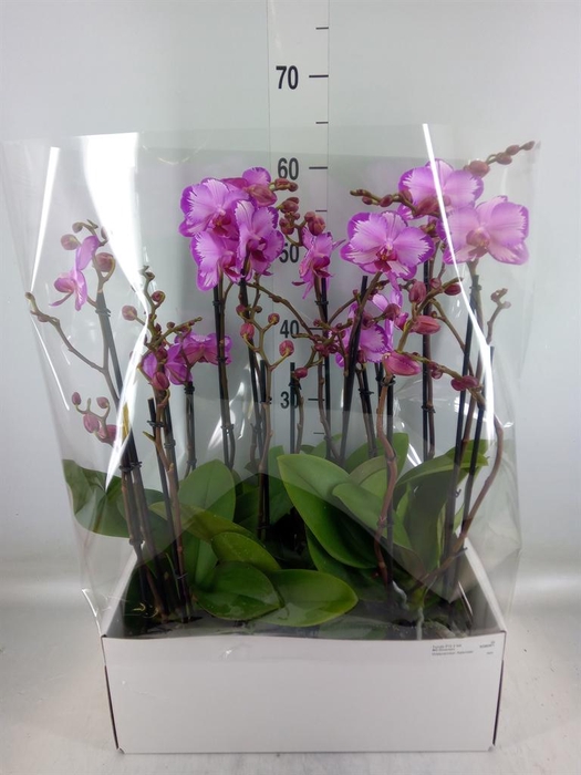 <h4>Phalaenopsis   ...</h4>