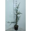 Cedrus libani 'Glauca'