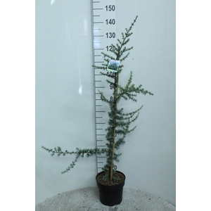 Cedrus libani 'Glauca'
