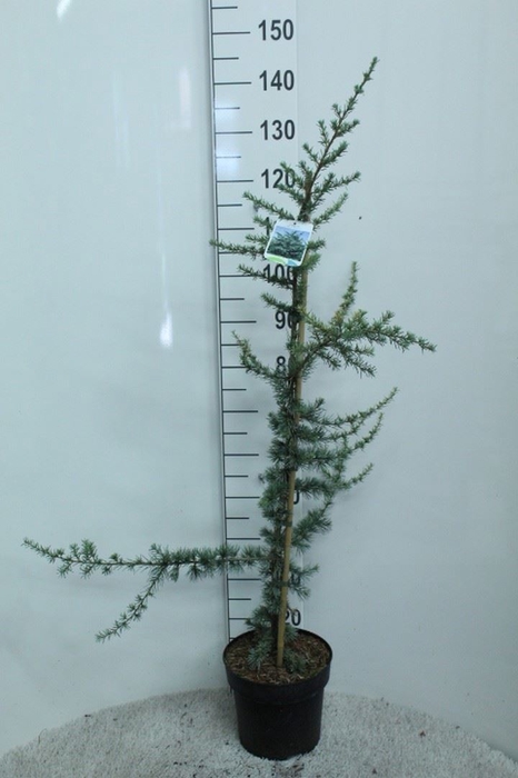 <h4>Cedrus libani 'Glauca'</h4>