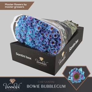 Chrysanten Chr S Bowie Bubblegum