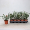 arr8 Ananas Ov