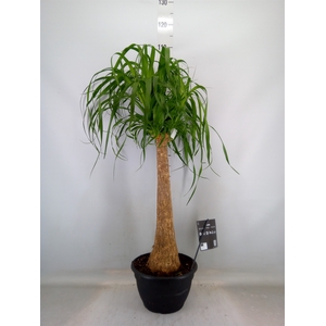 Beaucarnea recurvata