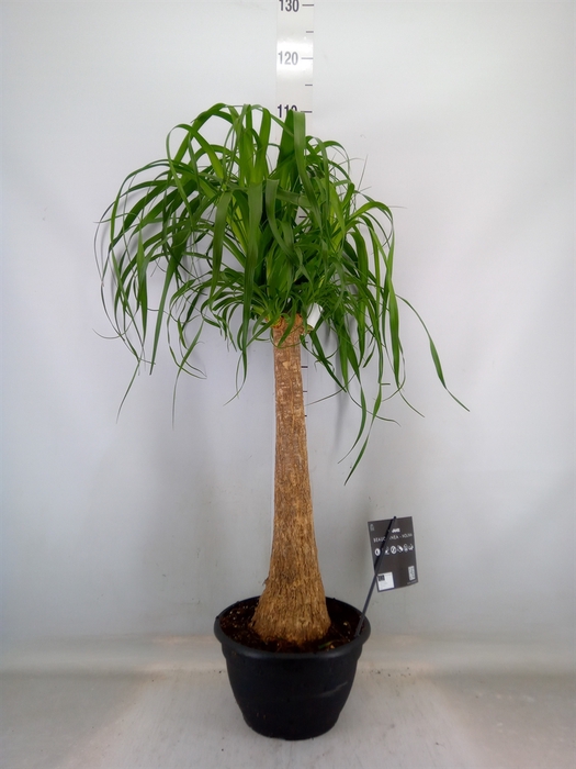 <h4>Beaucarnea recurvata</h4>