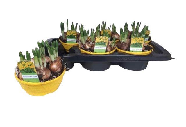 <h4>!! PROMO !! NARCISSUS TETE A TETE P16</h4>