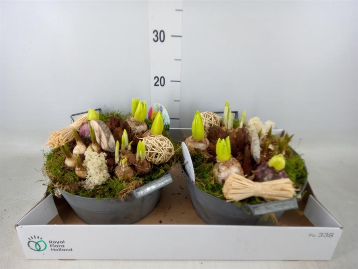 <h4>Arr.   Bol/Knolgewas L%</h4>