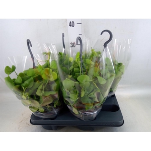 Dischidia platyphylla