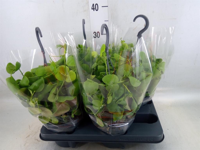 <h4>Dischidia platyphylla</h4>