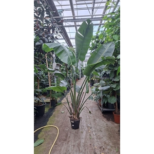 Strelitzia nicolai