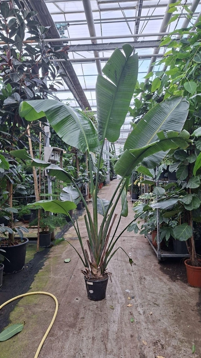 <h4>Strelitzia nicolai</h4>
