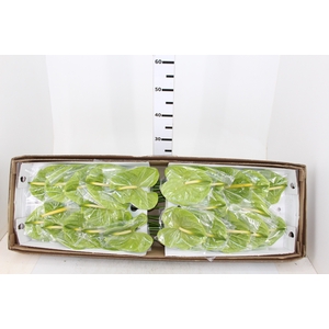 ANTHURIUM MIDORI 13/15 045 CM DIAM MIN 13 CM VERDE