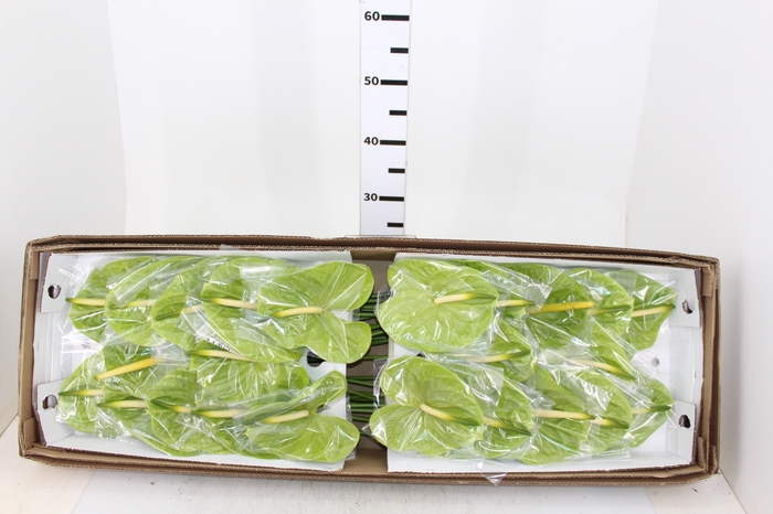 ANTHURIUM MIDORI 13/15 045 CM DIAM MIN 13 CM VERDE
