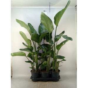 Strelitzia nicolai