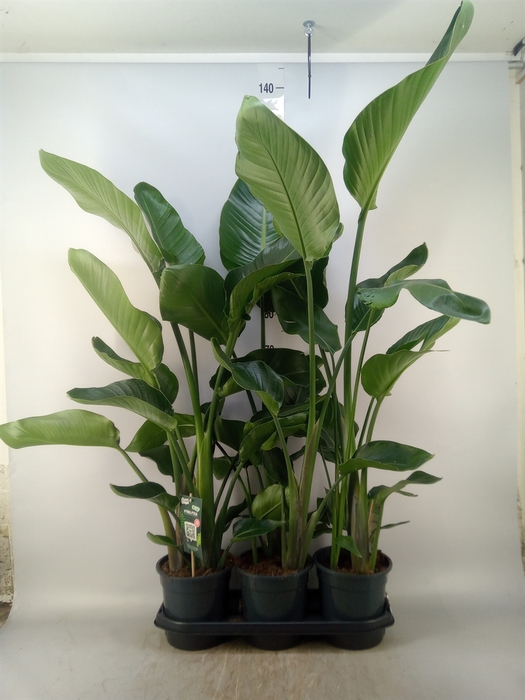 <h4>Strelitzia nicolai</h4>