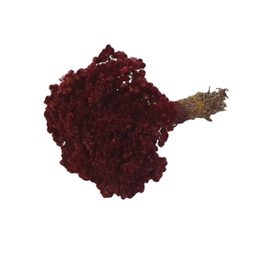 DRIED FLOWERS - IMMORTELLE BORDEAUX
