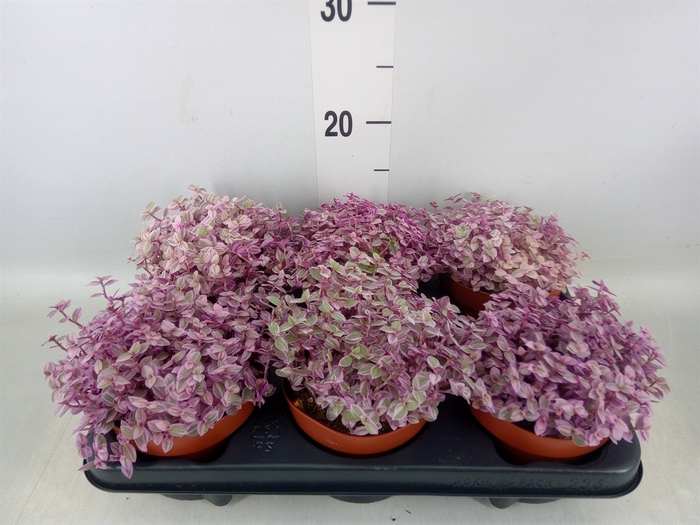 <h4>Callisia repens 'Rosato'</h4>