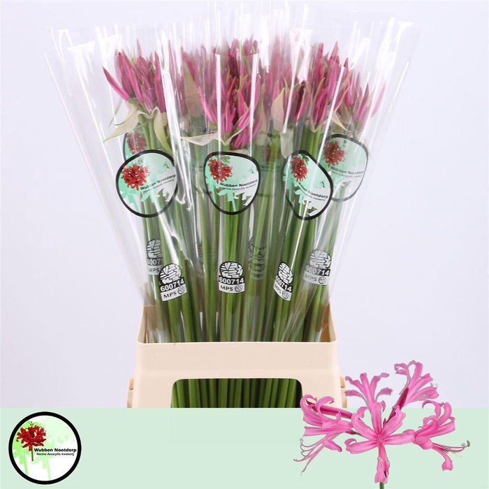 <h4>Nerine Bo Favourite</h4>