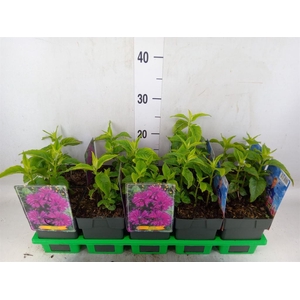 Monarda didyma