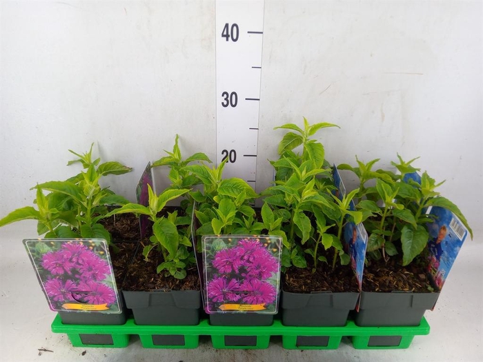 <h4>Monarda didyma</h4>