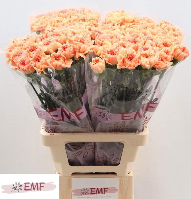 <h4>DI ST MEGAN</h4>