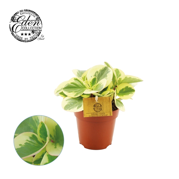 <h4>Peperomia Obtipan Bicolor 12cm</h4>