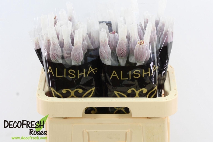 <h4>Chr g Baltazar</h4>