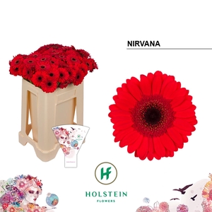 Germini Nirvana Water/Hoes x80